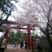 2017年奈良公園～桜開花情報～②