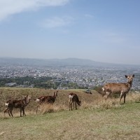 若草山　山頂