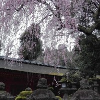 2017年奈良公園～桜開花情報～