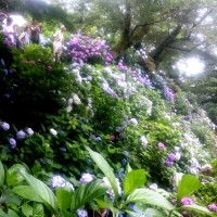 【矢田寺】あじさい園