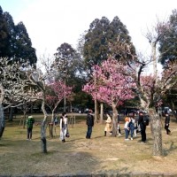 【片岡梅林】