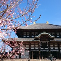 2015年　奈良公園「桜」いちおしスポット！part１