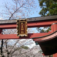 2015年　奈良公園「桜」いちおしスポット！part２
