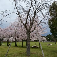 2015年　奈良公園桜いちおしスポット！part３