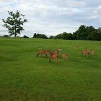 【春日野鹿】飛火野