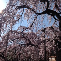 奈良公園の一番桜！氷室神社の枝垂桜