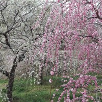 月ヶ瀬梅渓梅まつり！